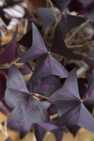 Purple false shamrock as a houseplant