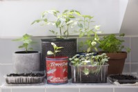 Crops growing in recycled containers on a sunny window ledge