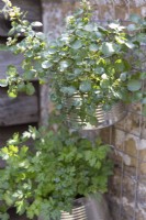 Watercress and parsley crowing in aluminium tin containers vertically against a wall
