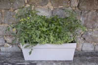 Bush tomatoes, greek basil and variegated thyme growing in a windowbox sitting on a wooden bench