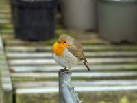 Robin Erithacus Rubecula foraging around a garden potting shed in Winter January