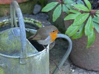 Robin Erithacus Rubecula perched on garden watering can in winter