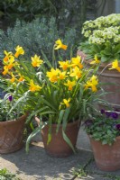 Narcissus 'Jetfire' - Narcissus 'Jet Fire'. Spring flower arrangement in containers with polyanthus and violas. March