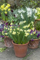 Narcissus 'Minnow' and 'Thalia'. Spring flower display in terracotta pots with Viola 'Antique Shades'. April.