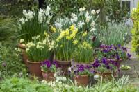 Display of spring bulbs and violas in terracotta pots on patio in April. Narcissus 'Geranium', 'Pipit', 'Silver Chimes', 'Thalia', Minnow', 'Hawera' and Viola 'Antique Shades'.