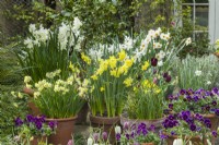 Display of spring bulbs and violas in terracotta pots on patio in April. Narcissus 'Geranium', 'Pipit', 'Silver Chimes', 'Thalia', Minnow', 'Hawera' and Viola 'Antique Shades'.