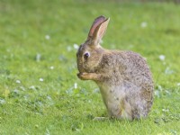 Oryctolagus cuniculus - Rabbit on lawn washing face