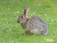Oryctolagus cuniculus - Rabbit on lawn