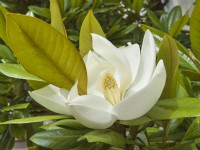 Magnolia virginiana - Swamp Laurel or Sweetbay