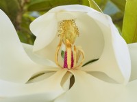 Magnolia virginiana - Sweetbay