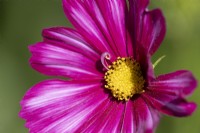 Cosmos flower, Tip Top Picotee. Close up. Selective focus. September