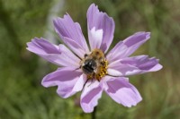 Bee on Cosmos Seashells Mix flower. Close up. Selective focus. September