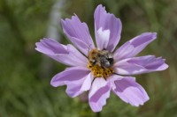 Bee on Cosmos Seashells Mix flower. Close up. Selective focus. September