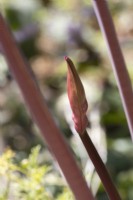 Guernsey Lilly, Nerine sarniensis, shoots and flower bud. Selective focus. Close up. September