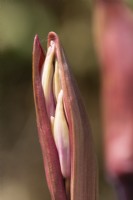 Guernsey Lilly, Nerine sarniensis, flower buds beginning to break open. Selective focus. Close up. September
