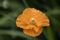 Poppy Orange Feathers, Papaver rupifragum, flower. Close up. Selective focus. July. 