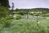 Cornus in long grass in a country garden in May