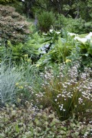 Lush planting around a stream including libertias, ferns, irises and zantedeschias in May