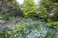 Lush planting in a country garden including euphorbias amongst white anthriscus and blue brunnera backed by acers in May 