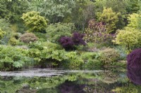 Sloping ground around a gunnera edged lake in May planted with acers, rhododendrons and other trees and shrubs.