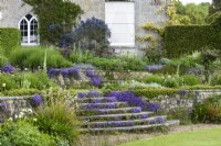 Campanula portenschlagiana flowering on steps and walls in a country garden in May