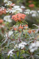 Euphorbia griffithii in May