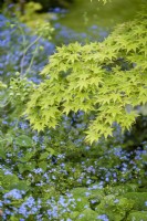 Fresh new acer leaves amongst blue brunnera flowers in May