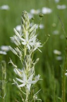 Camassia leichtlinii 'Alba' in May