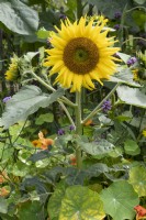 Sunflower with secondary flowers on side shoots