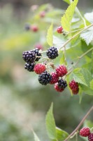 Thornless blackberry in late summer