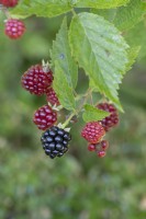 Ripe blackberry among other unripe blackberries