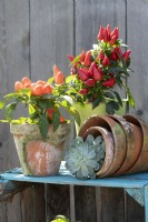 Edible ornamental pepper 'Salsa' and echeveria in clay pots