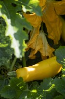 Flowering yellow courgette 'Gold Rush'