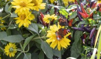 Heliopsis 'Sole Magica' with peacock butterfly next to chilli 'Masquerade'