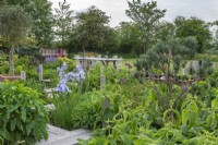 Leading to a terrace, a wooden walkway zig-zags through borders of phlomis, small pines, Iris 'Jane Phillips', euphorbia, allium and catmint.