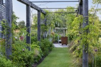 A wooden pergola is planted with young wisteria, allium and roses.