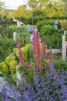Lupinus 'The Page', a pink and red lupin, in combination with catmint and euphorbia.