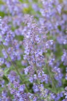 Nepeta racemosa 'Walker's Low', catmint, an aromatic perennial flowering from June.