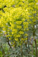 Euphorbia characias, milkweed or spurge, an upright evergreen shrub with biennial shoots and stems of luminous green flowers from May.