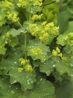 Alchemilla mollis, the mercury plant, a self-seeding perennial with luminous green flowers and lovely leaves from April.