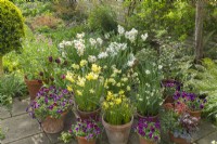 Display of spring bulbs and violas in terracotta pots on patio in April. Narcissus 'Geranium', 'Pipit', 'Silver Chimes', 'Thalia', Minnow', 'Hawera', 'Canaliculatus', 'Segovia', and Viola 'Antique Shades'.