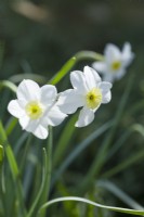 Narcissus 'Segovia'. Closeup of flowers. April.