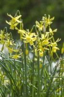 Narcissus 'Hawera'. Closeup of flowers. April.