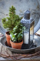 Close up. In a pewter plate stands a Picea glauca 'Conica' next to a miniature ivy. 