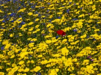 Wild flower meadow with Corn daisy - Glebionis segetum, Corn Poppy -Papaver rhoeas and blue cornflower Centaurea cyanus.