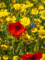 Wild flower meadow with Corn daisy - Glebionis segetum, Corn Poppy -Papaver rhoeas.
