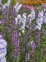 Delphinium 'Moonlight' and Stachys officinalis