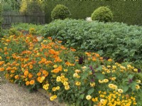 Vegetable garden edged with marigolds 