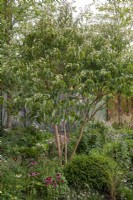 Flowering Heptacodium miconioides in a border with Taxus baccata, Echinacea, grasses and Veronicastrucm - The Florence Nightingale Garden, RHS Chelsea Flower Show 2021