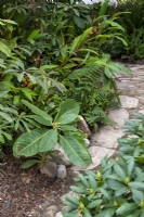 Stone path through, lush shade loving plants - The Trailfinders 50th Anniversary Garden, RHS Chelsea Flower Show 2021